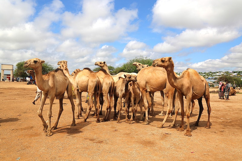 somalia livestock